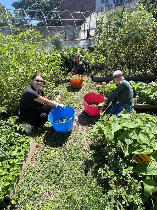 Volunteer Day